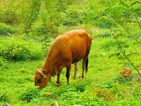 L’alimentation carnivore est-elle écologique ? Peut-on manger que de la viande et quand même respecter l’environnement ?